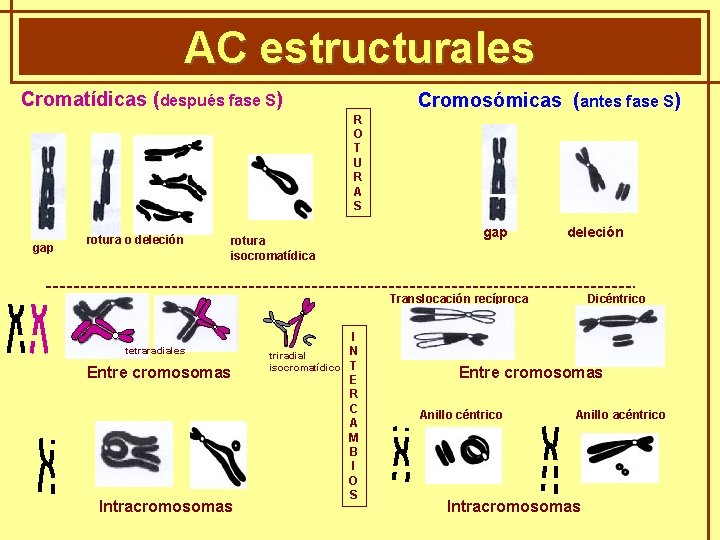 AC estructurales GENÈTICA MENDELIANA Cromatídicas (después fase S) Cromosómicas (antes fase S) R O