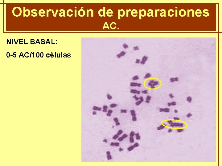 Observación de preparaciones GENÈTICA MENDELIANA AC. NIVEL BASAL: 0 -5 AC/100 células 