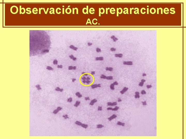 Observación de preparaciones GENÈTICA MENDELIANA AC. 