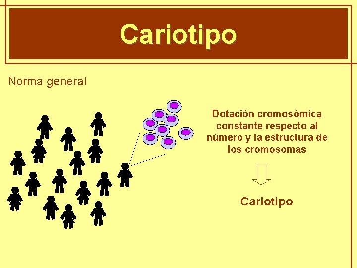 GENÈTICA MENDELIANA Cariotipo Norma general Dotación cromosómica constante respecto al número y la estructura