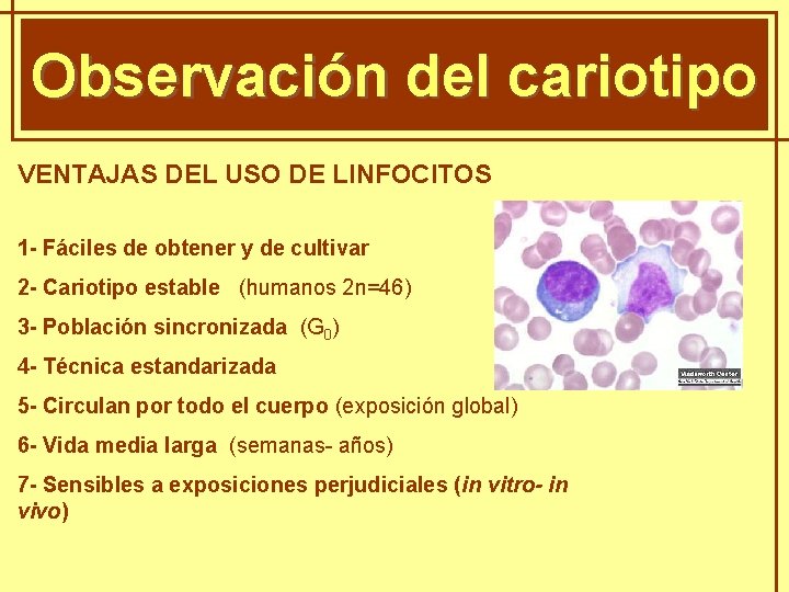 GENÈTICA MENDELIANA Observación del cariotipo VENTAJAS DEL USO DE LINFOCITOS 1 - Fáciles de