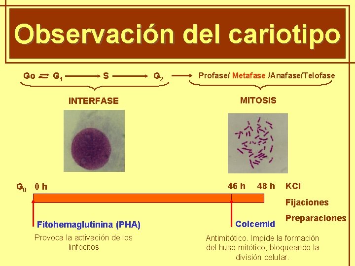 GENÈTICA MENDELIANA Observación del cariotipo Go G 1 S INTERFASE G 0 0 h