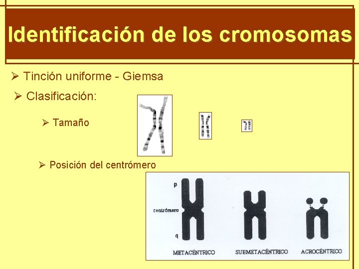 GENÈTICA MENDELIANA Identificación de los cromosomas Ø Tinción uniforme - Giemsa Ø Clasificación: Ø