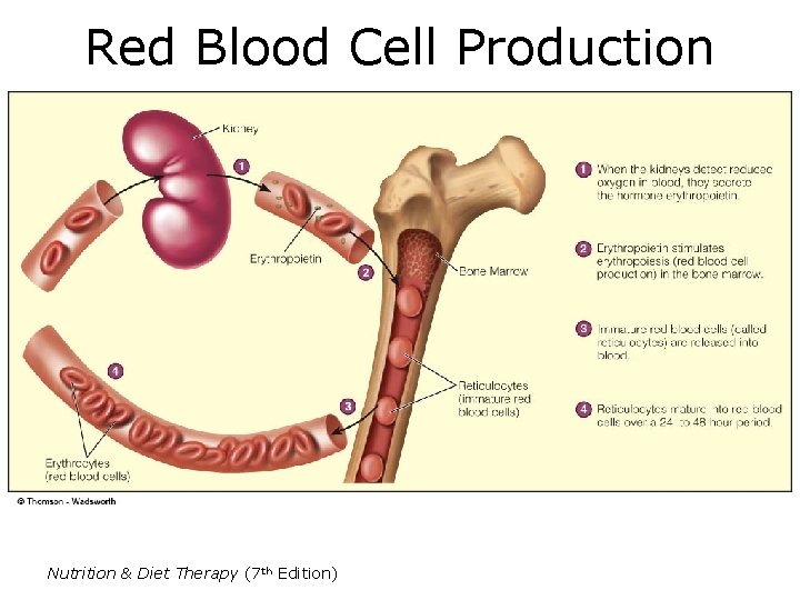 Red Blood Cell Production Nutrition & Diet Therapy (7 th Edition) 