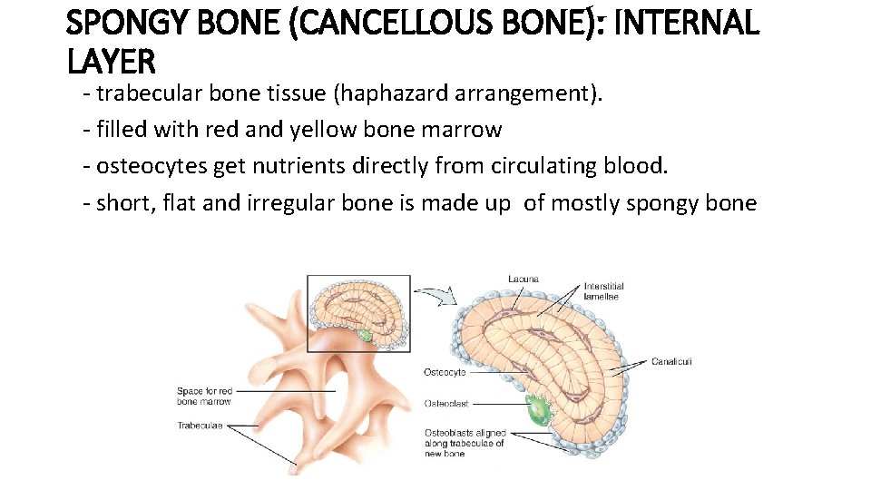 SPONGY BONE (CANCELLOUS BONE): INTERNAL LAYER - trabecular bone tissue (haphazard arrangement). - filled