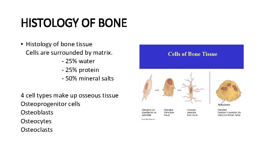 HISTOLOGY OF BONE • Histology of bone tissue Cells are surrounded by matrix. - HISTOLOGY OF BONE • Histology of bone tissue Cells are surrounded by matrix. -
