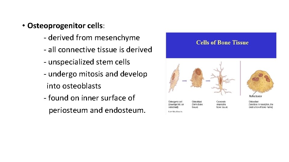  • Osteoprogenitor cells: - derived from mesenchyme - all connective tissue is derived
