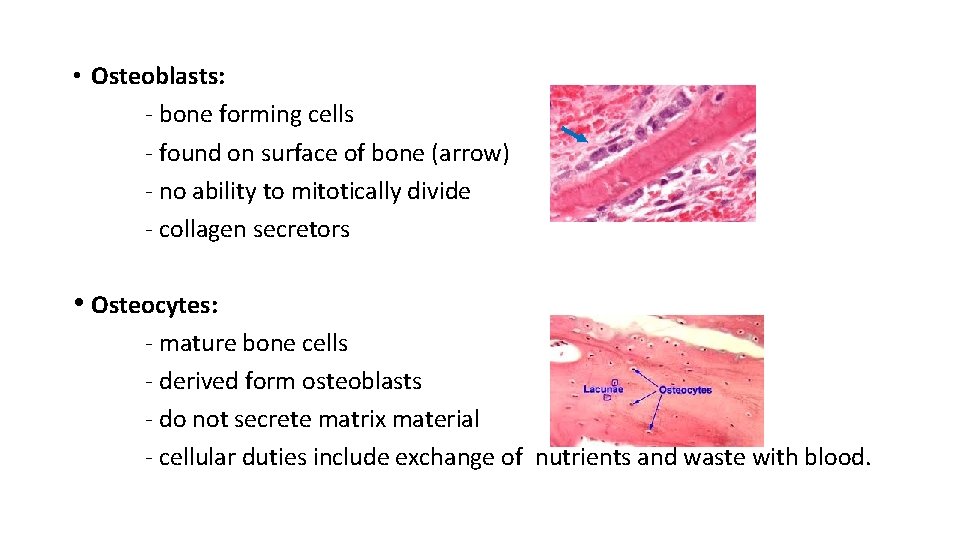  • Osteoblasts: - bone forming cells - found on surface of bone (arrow)