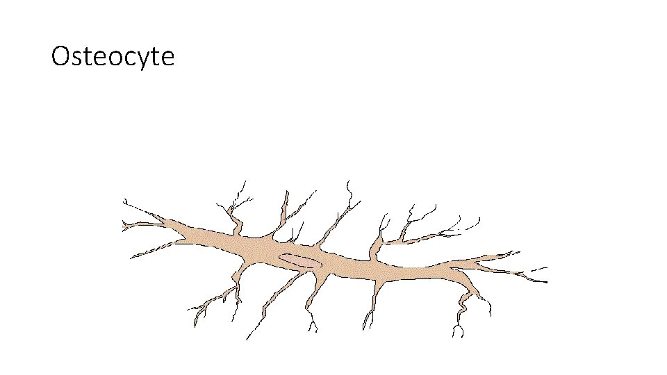 Osteocyte 