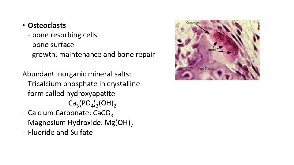  • Osteoclasts - bone resorbing cells - bone surface - growth, maintenance and