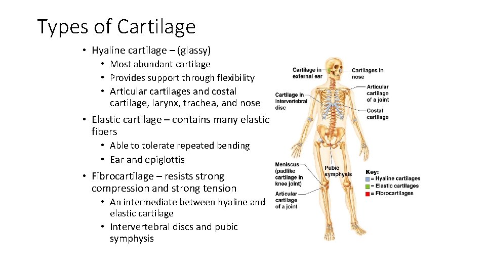 Types of Cartilage • Hyaline cartilage – (glassy) • Most abundant cartilage • Provides