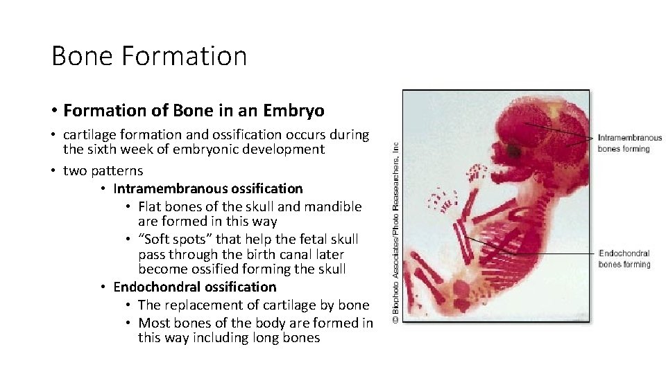Bone Formation • Formation of Bone in an Embryo • cartilage formation and ossification
