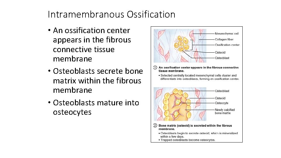 Intramembranous Ossification • An ossification center appears in the fibrous connective tissue membrane • Intramembranous Ossification • An ossification center appears in the fibrous connective tissue membrane •