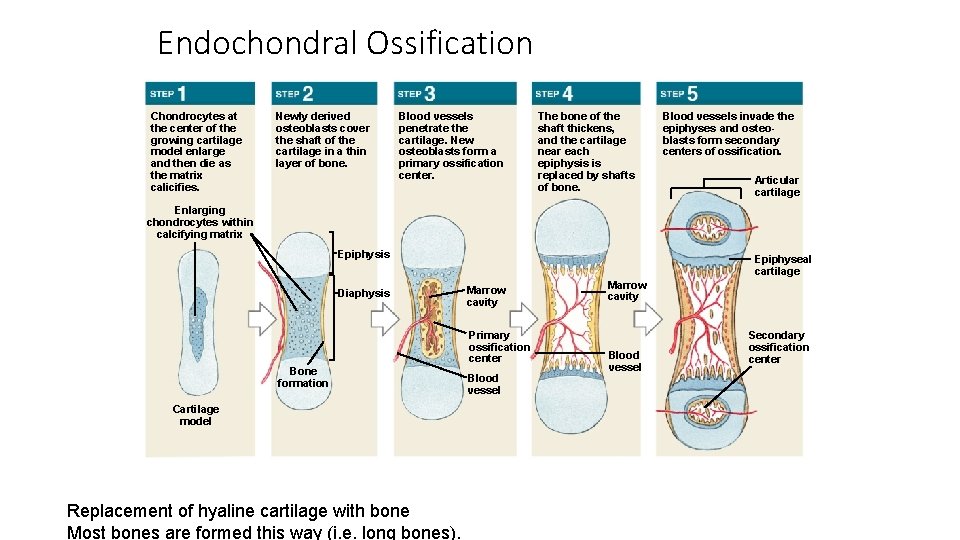 Endochondral Ossification Chondrocytes at the center of the growing cartilage model enlarge and then