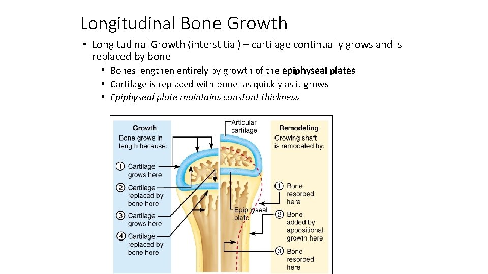 Longitudinal Bone Growth • Longitudinal Growth (interstitial) – cartilage continually grows and is replaced