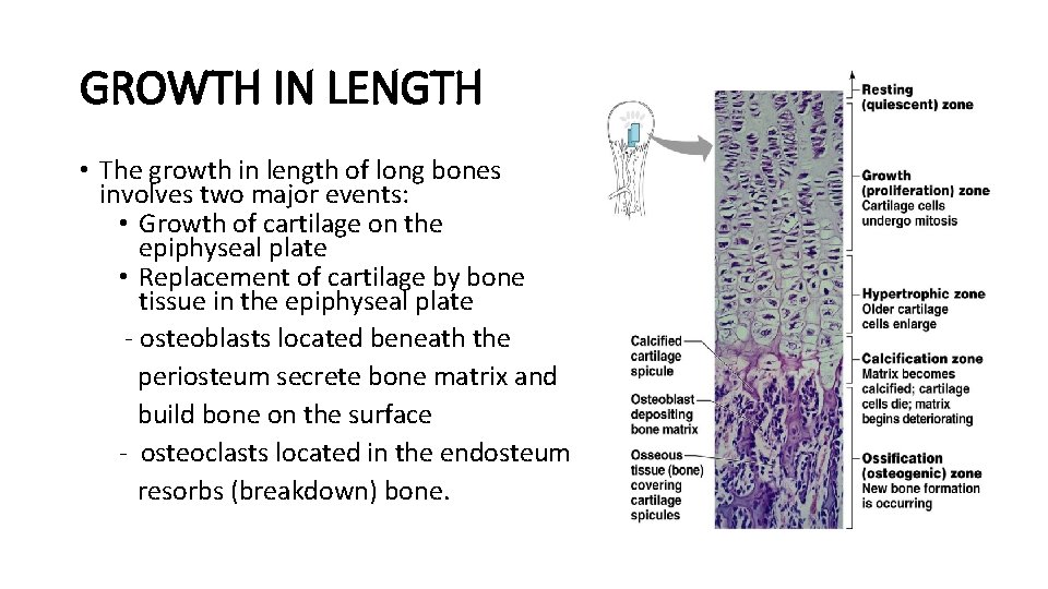 GROWTH IN LENGTH • The growth in length of long bones involves two major