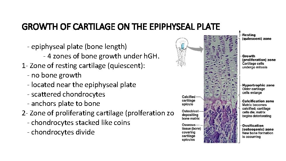 GROWTH OF CARTILAGE ON THE EPIPHYSEAL PLATE - epiphyseal plate (bone length) - 4