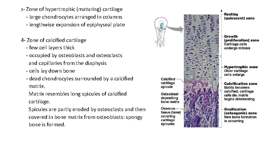 3 - Zone of hypertrophic (maturing) cartilage - large chondrocytes arranged in columns -