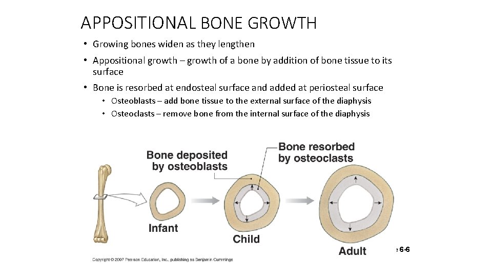 APPOSITIONAL BONE GROWTH • Growing bones widen as they lengthen • Appositional growth –