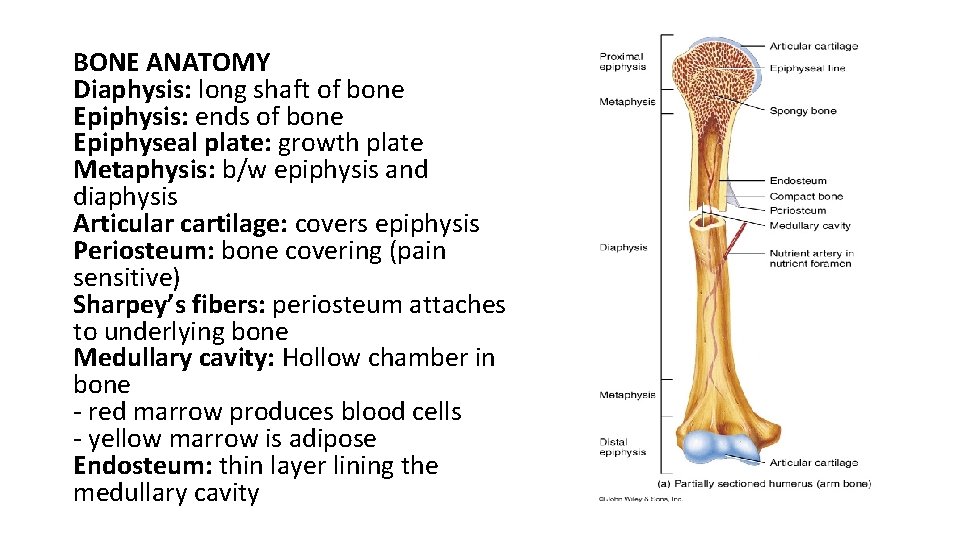 BONE ANATOMY Diaphysis: long shaft of bone Epiphysis: ends of bone Epiphyseal plate: growth
