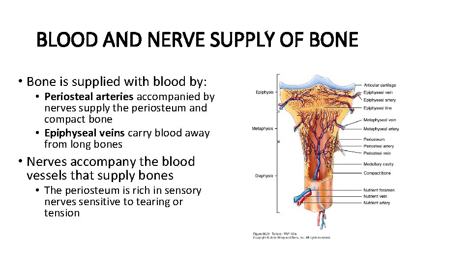 BLOOD AND NERVE SUPPLY OF BONE • Bone is supplied with blood by: •