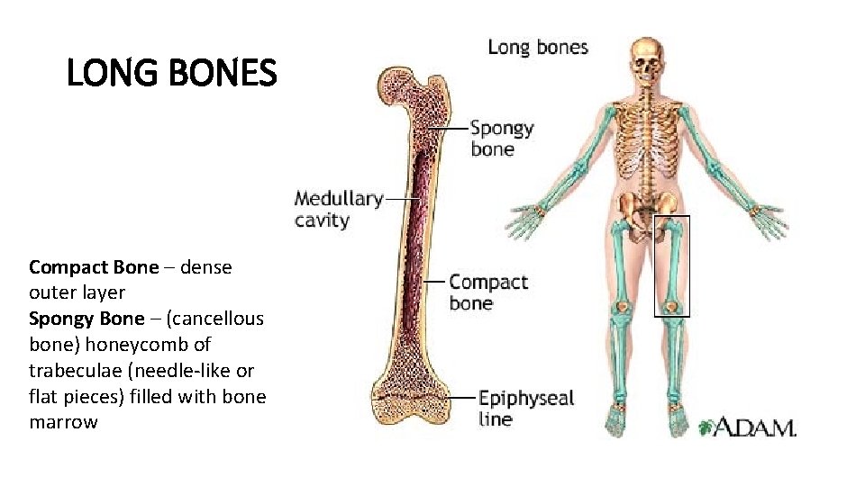 LONG BONES Compact Bone – dense outer layer Spongy Bone – (cancellous bone) honeycomb