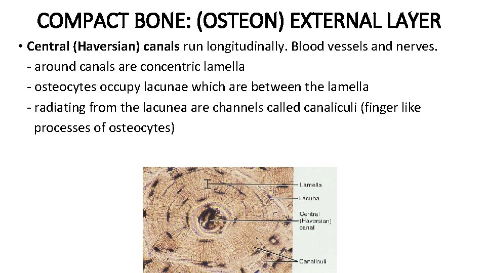 COMPACT BONE: (OSTEON) EXTERNAL LAYER • Central (Haversian) canals run longitudinally. Blood vessels and