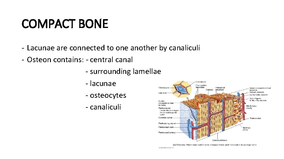 COMPACT BONE - Lacunae are connected to one another by canaliculi - Osteon contains: