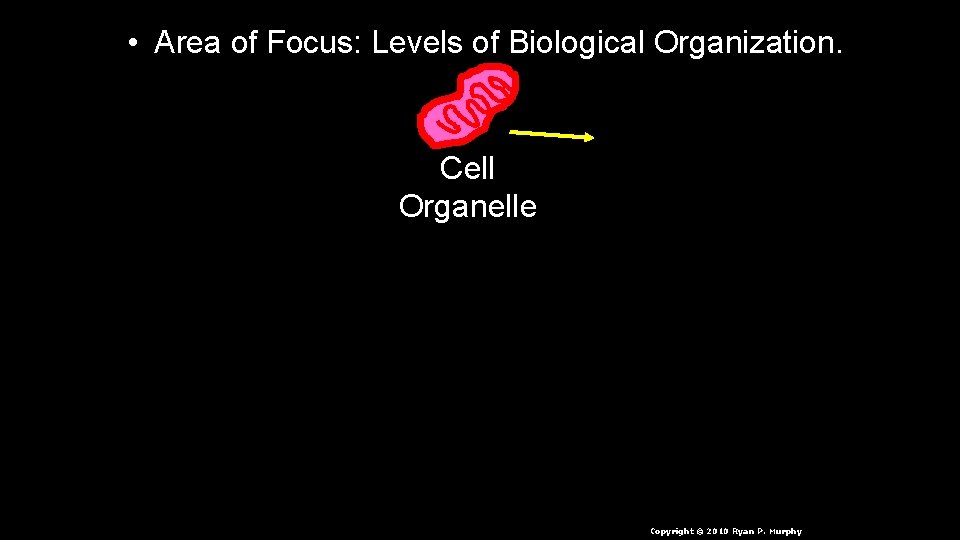  • Area of Focus: Levels of Biological Organization. Cell Organelle Copyright © 2010