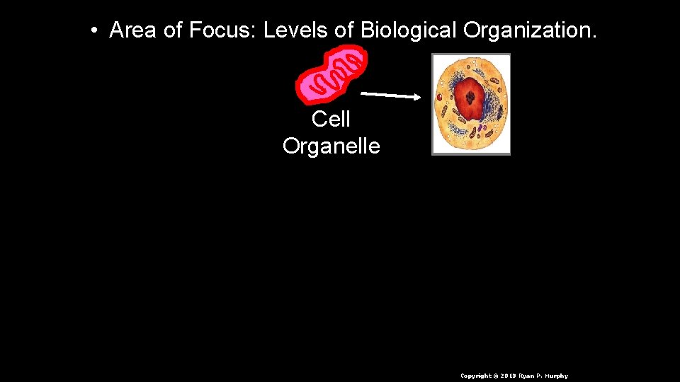  • Area of Focus: Levels of Biological Organization. Cell Organelle Copyright © 2010