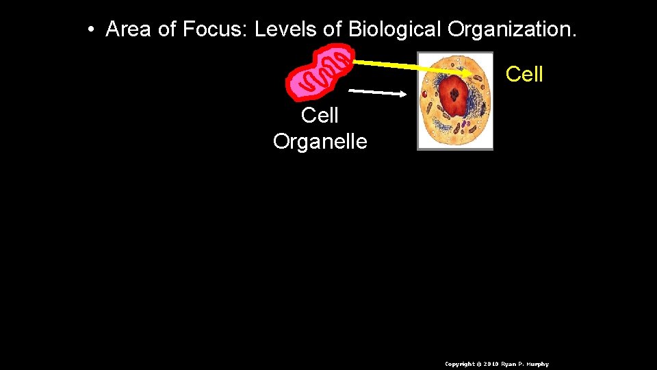  • Area of Focus: Levels of Biological Organization. Cell Organelle Copyright © 2010