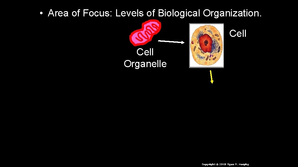  • Area of Focus: Levels of Biological Organization. Cell Organelle Copyright © 2010