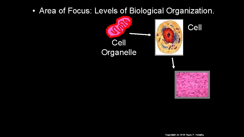  • Area of Focus: Levels of Biological Organization. Cell Organelle n. Cell Copyright