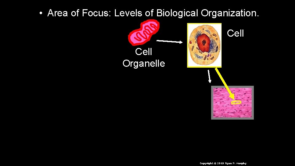  • Area of Focus: Levels of Biological Organization. Cell Organelle n. Cell Copyright