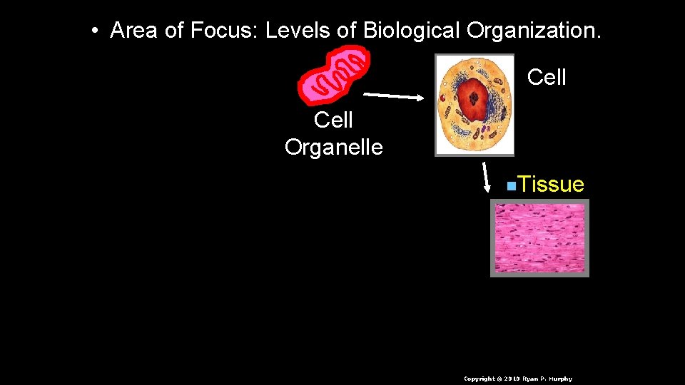  • Area of Focus: Levels of Biological Organization. Cell Organelle n. Tissue n.