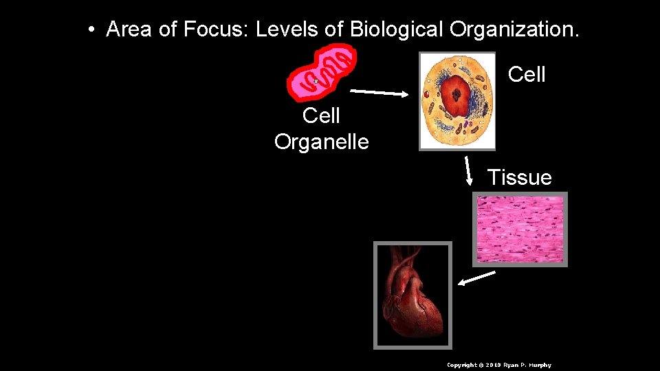  • Area of Focus: Levels of Biological Organization. Cell Organelle Tissue n. Cell