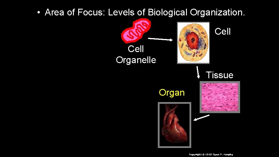  • Area of Focus: Levels of Biological Organization. Cell Organelle Tissue Organ n.