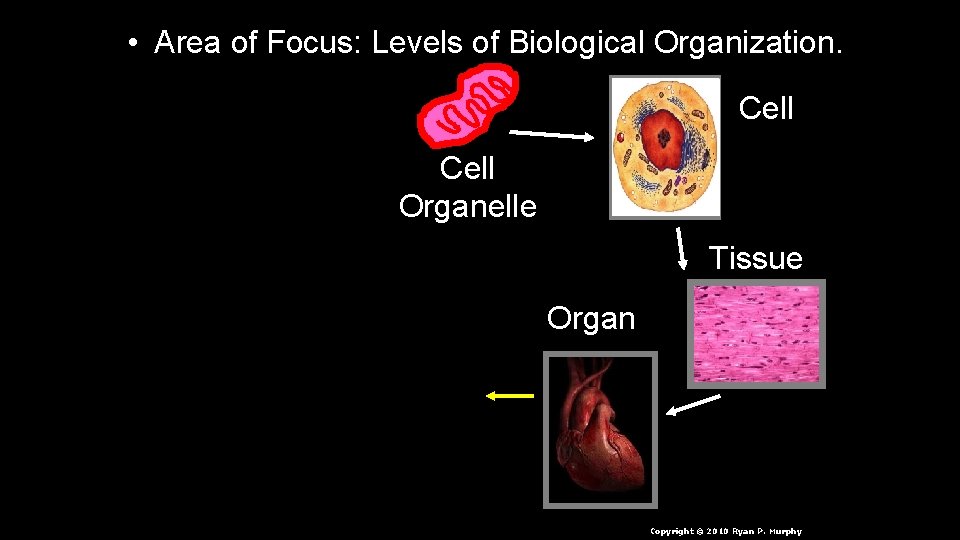  • Area of Focus: Levels of Biological Organization. Cell Organelle Tissue Organ n.