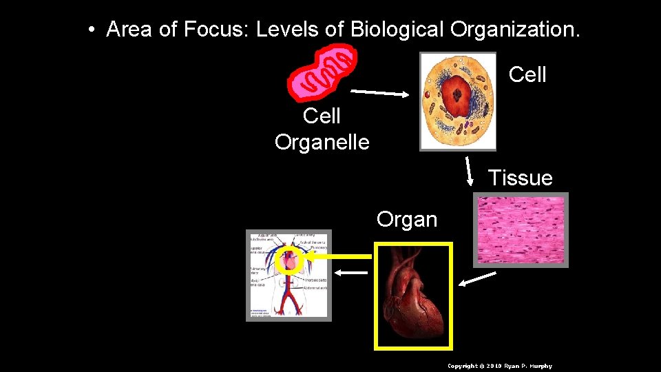  • Area of Focus: Levels of Biological Organization. Cell Organelle Tissue Organ n.