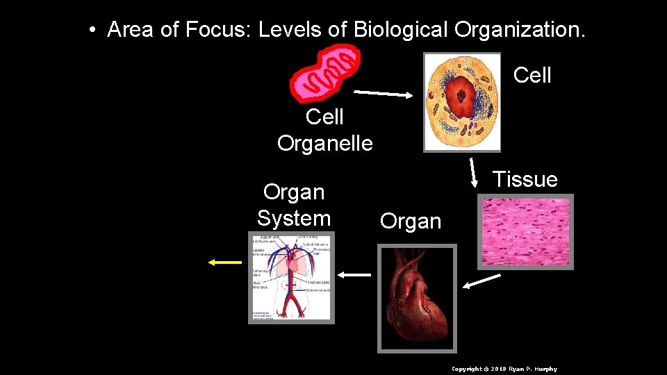  • Area of Focus: Levels of Biological Organization. Cell Organelle Organ System Tissue