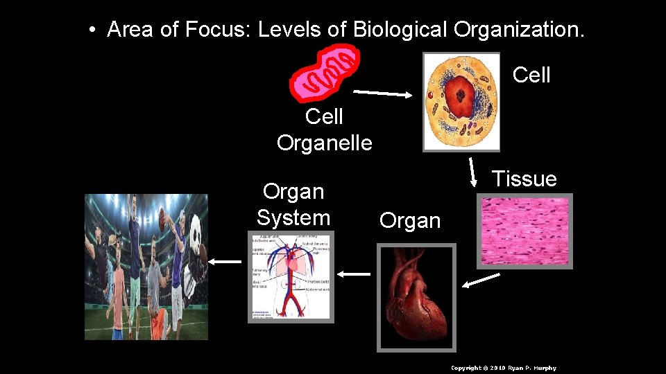  • Area of Focus: Levels of Biological Organization. Cell Organelle Organ System Tissue