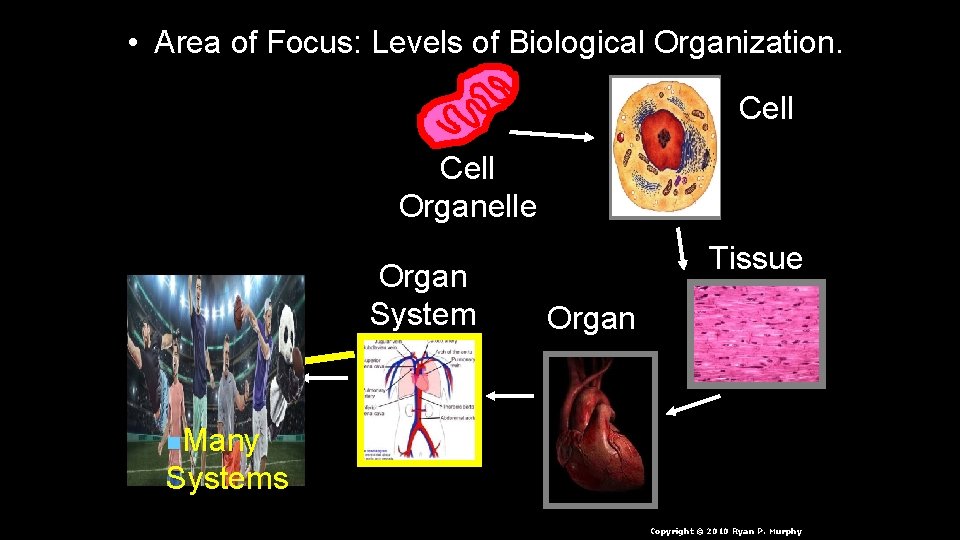  • Area of Focus: Levels of Biological Organization. Cell Organelle Organ System Tissue