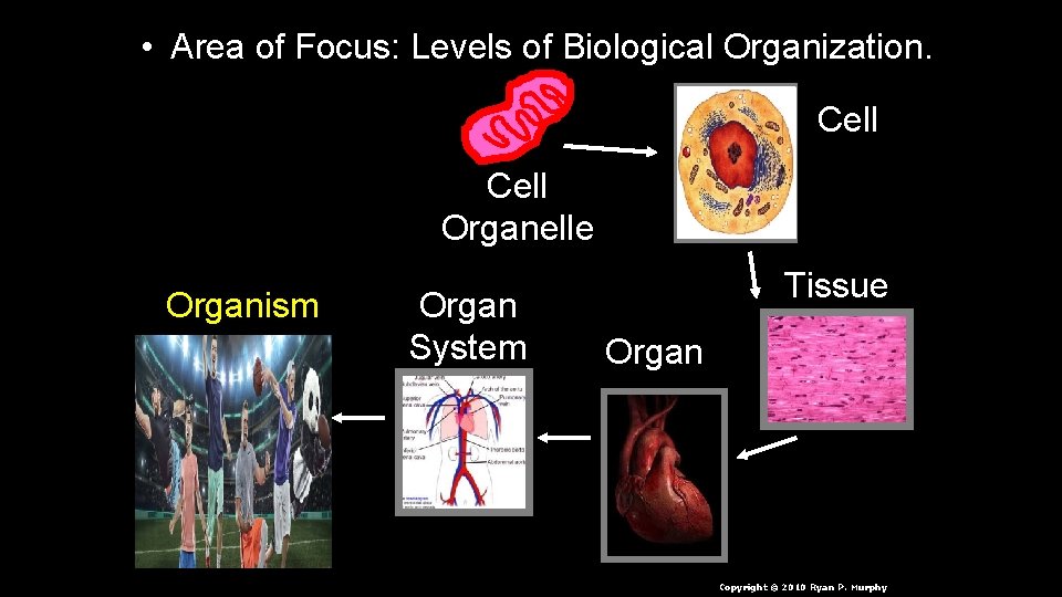  • Area of Focus: Levels of Biological Organization. Cell Organelle Organism Organ System