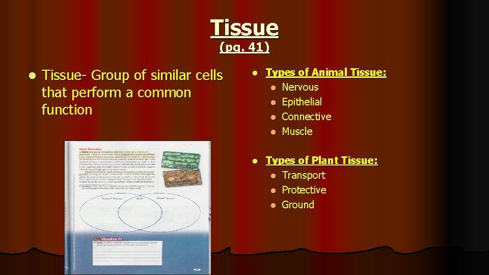 Tissue (pg. 41) l Tissue- Group of similar cells that perform a common function