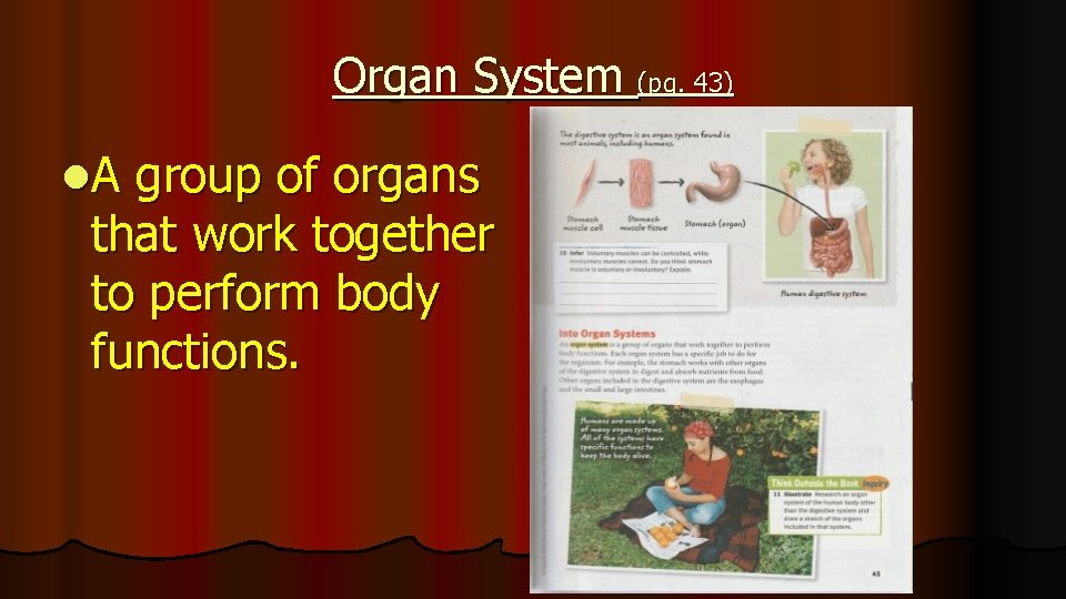 Organ System (pg. 43) l. A group of organs that work together to perform