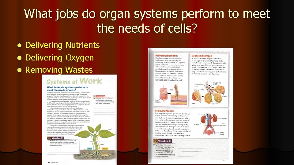 What jobs do organ systems perform to meet the needs of cells? Delivering Nutrients