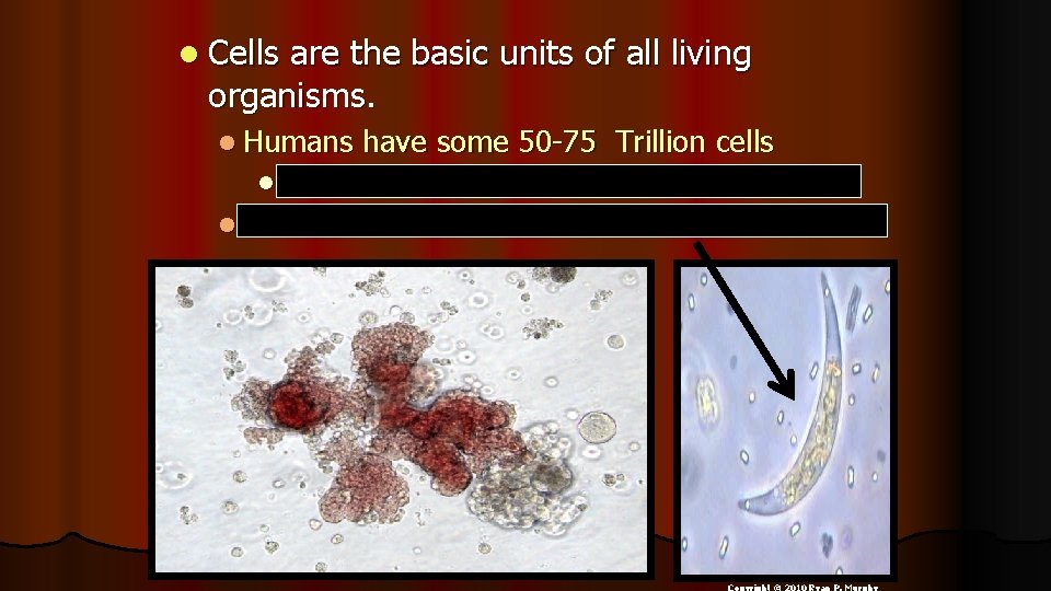 l Cells are the basic units of all living organisms. l Humans l have