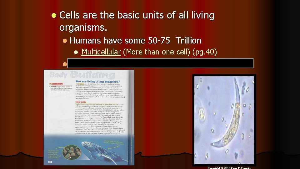 l Cells are the basic units of all living organisms. l Humans l have