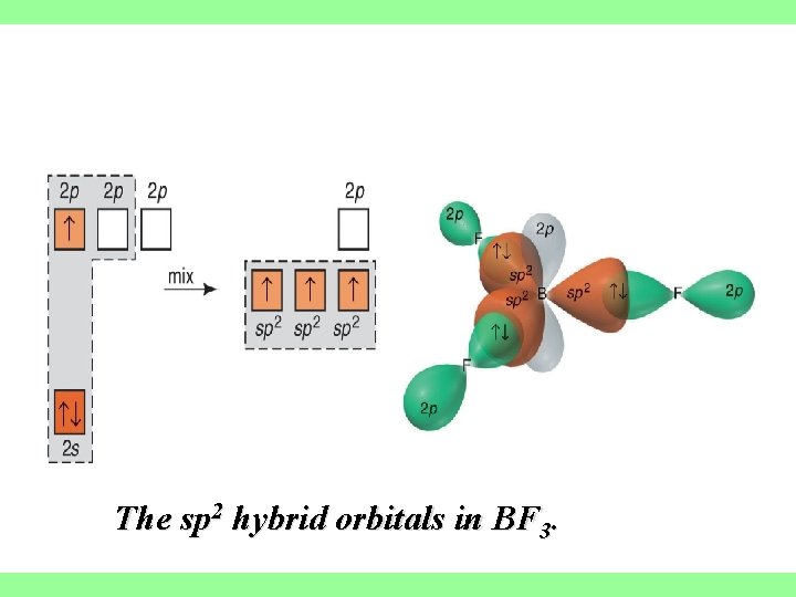 The sp 2 hybrid orbitals in BF 3. 
