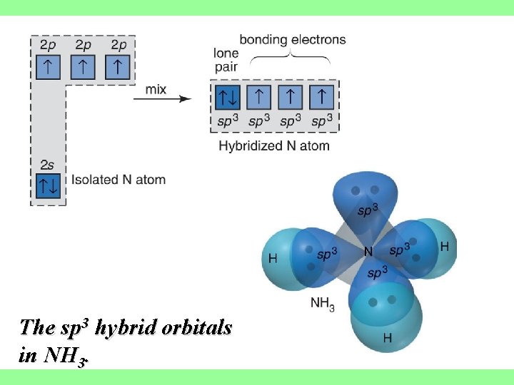 The sp 3 hybrid orbitals in NH 3. 